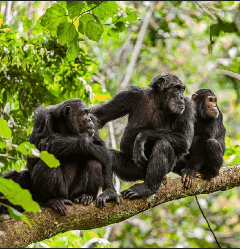 Chimps in Giswati Mukula National Park