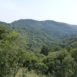 Gishwati-Mukura-National-Park Rwanda