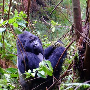 Gorilla Trekking Safaris