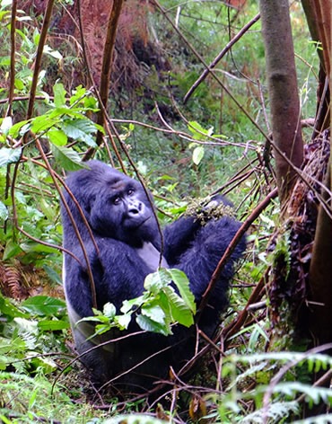 Gorilla Trekking Safaris