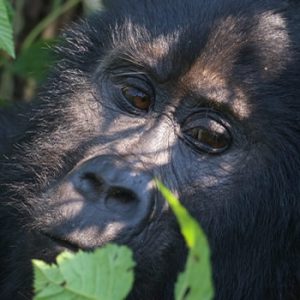 Rwanda's most iconic destination. Mountain gorilla trekking, golden monkey tracking, and Dian Fossey Tomb Trail. Dramatic views of the Virunga Volcanoes en route.