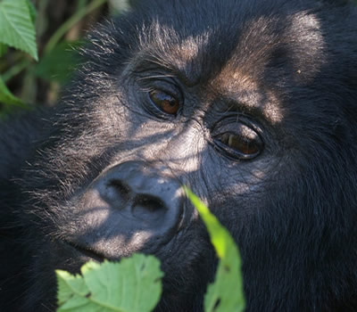 Rwanda's most iconic destination. Mountain gorilla trekking, golden monkey tracking, and Dian Fossey Tomb Trail. Dramatic views of the Virunga Volcanoes en route.
