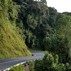 frica's largest montane rainforest. Chimpanzee trekking, the thrilling canopy walkway, colobus monkeys, and over 300 bird species through emerald tea-plantation roads.
