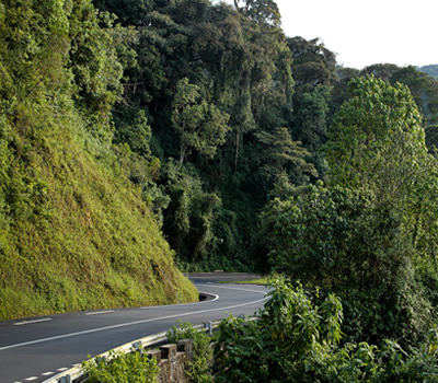 frica's largest montane rainforest. Chimpanzee trekking, the thrilling canopy walkway, colobus monkeys, and over 300 bird species through emerald tea-plantation roads.