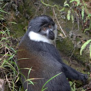 L'hoest's Monkey