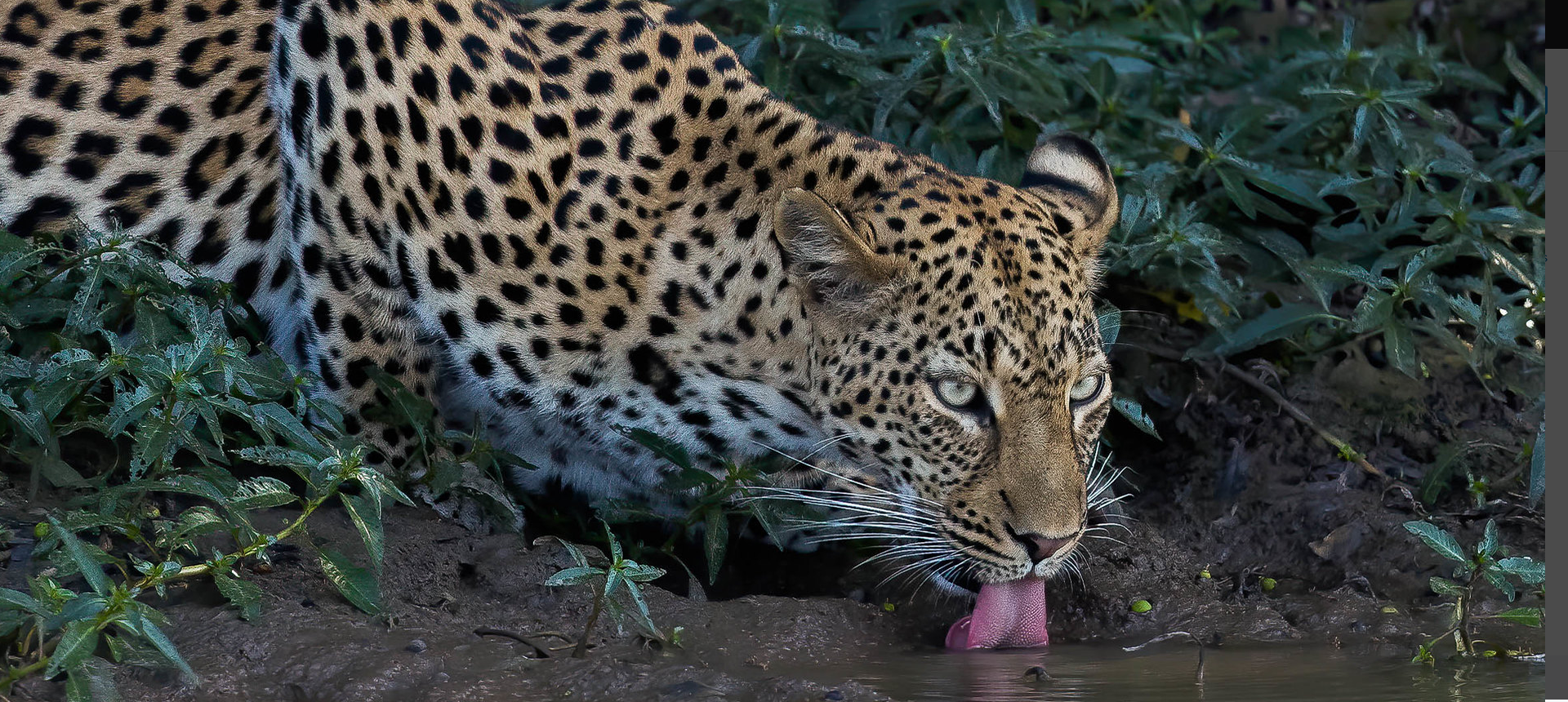 Rwanda Self-Drive Safari vs. Guided Tours