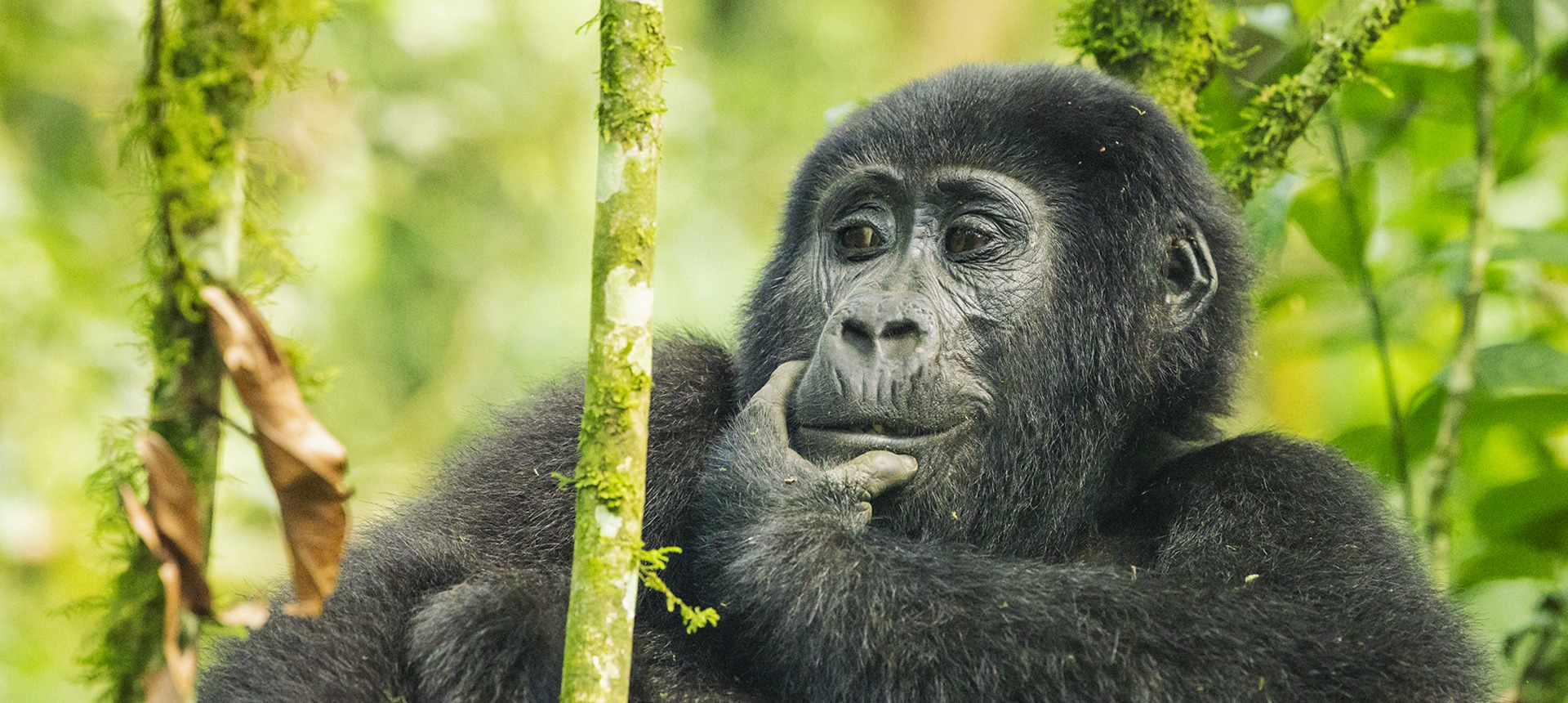 Self drive and gorilla trekking rwanda nad Uganda