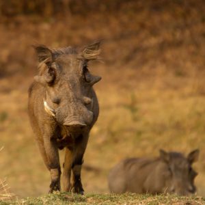 Self drive safari and one way rentals