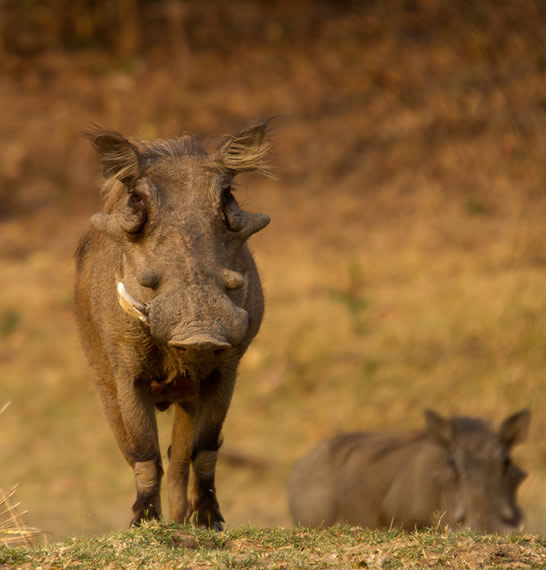 Self drive safari and one way rentals