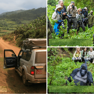 Self-drive volcano and gorilla safari adventures