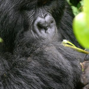 Volcanoes National Park - Rwanda Gorilla Tours