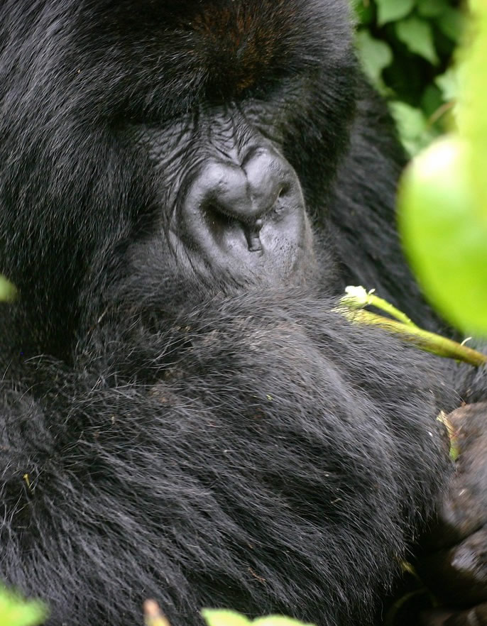 Volcanoes National Park - Rwanda Gorilla Tours