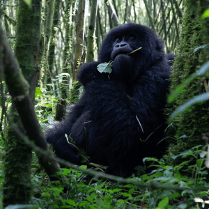 go gorilla trekking in Rwanda and Uganda