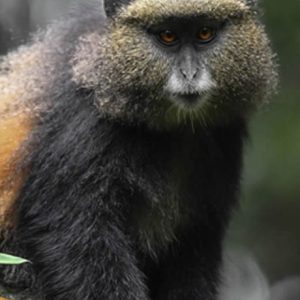 golden-monkey Giswati Mukula National Park Rwanda