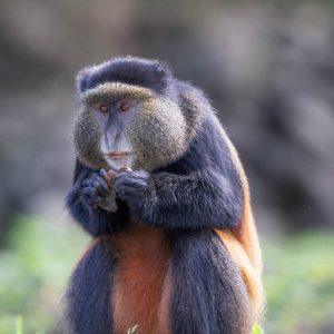 golden-monkey-volcanoes-national-park-rwanda