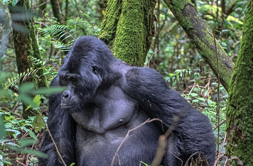 Drive from Kigali to Bwindi Impenetrable National Park in a cross-border 4WD rental. Self-drive or hire a driver for Uganda's top gorilla trekking destination. Get a free quote
