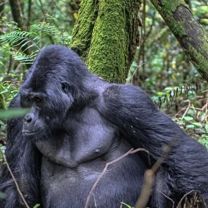 Drive from Kigali to Bwindi Impenetrable National Park in a cross-border 4WD rental. Self-drive or hire a driver for Uganda's top gorilla trekking destination. Get a free quote