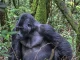 Drive from Kigali to Bwindi Impenetrable National Park in a cross-border 4WD rental. Self-drive or hire a driver for Uganda's top gorilla trekking destination. Get a free quote