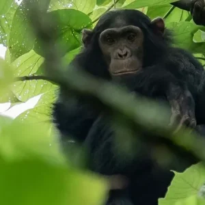Plan your self-drive safari from Rwanda to Kibale National Park — Africa's top chimp tracking destination. Rent a 4x4 from Kigali with free mileage