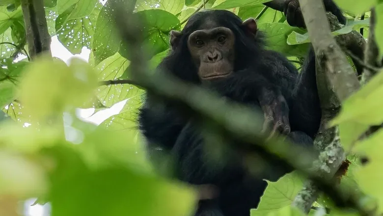 Plan your self-drive safari from Rwanda to Kibale National Park — Africa's top chimp tracking destination. Rent a 4x4 from Kigali with free mileage