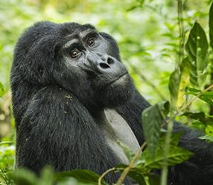 Safaris to Gorillas - Volcanoes National Park