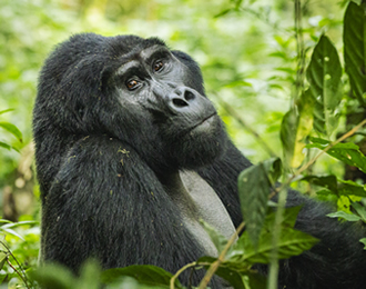 Safaris to Gorillas - Volcanoes National Park