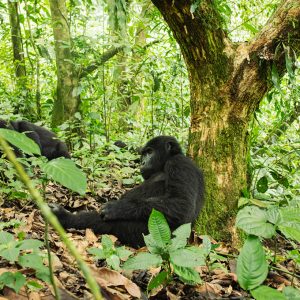 Both countries are excellent choices. Uganda offers dramatically more permit availability, greater biodiversity, and a more budget-friendly price point. Rwanda offers seamless logistics, shorter approach times, and a more polished, curated trekking experience.