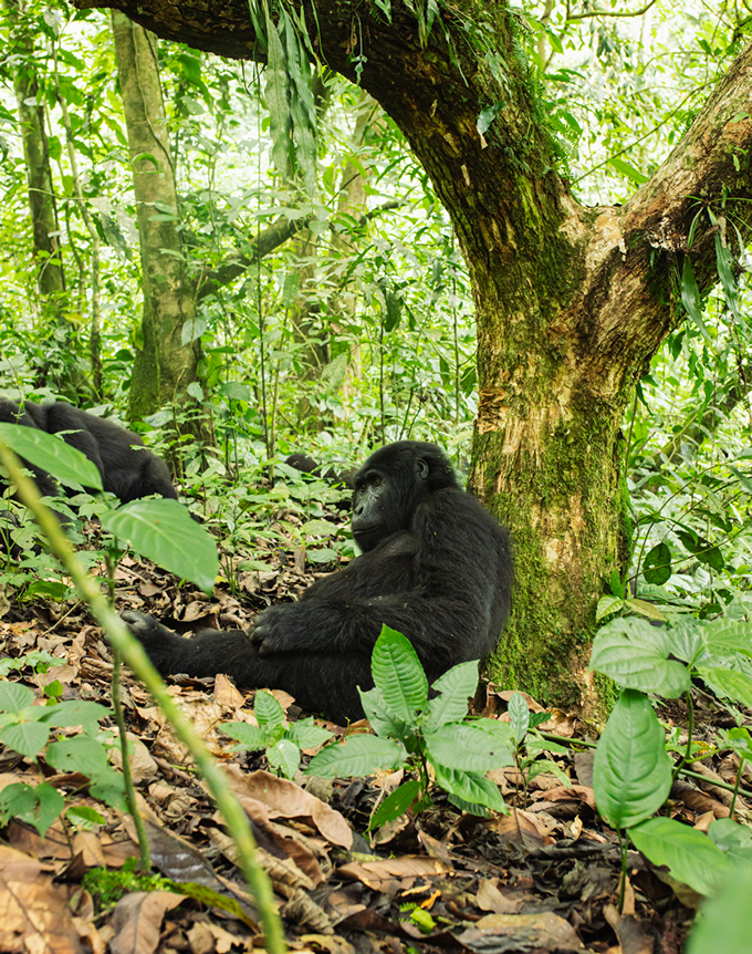 Uganda and Rwanda at a Glance