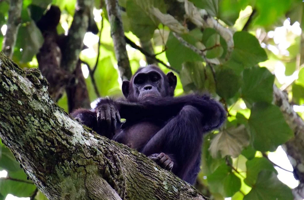Kibale National Park is Uganda's top destination for chimpanzee tracking. Self-drive from Kigali in a 4x4 — hire yours from $45/day with insurance