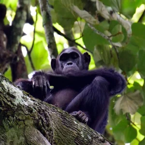 Kibale National Park is Uganda's top destination for chimpanzee tracking. Self-drive from Kigali in a 4x4 — hire yours from $45/day with insurance