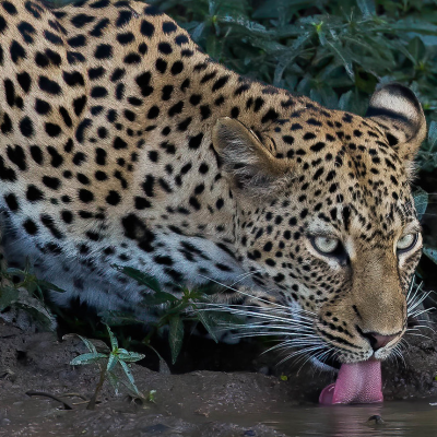 Rwanda Self-Drive Safari vs. Guided Tours