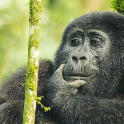 gorilla trekking permit in Volcanoes National Park, a golden monkey tracking experience in the Virunga foothills, and a visit to the Nyungwe Forest National Park canopy walkway Uganda