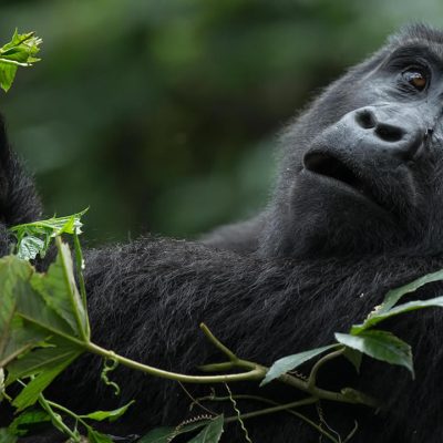 For travelers planning a self-drive gorilla trekking safari in Rwanda, Volcanoes National Park is the primary and most accessible destination.