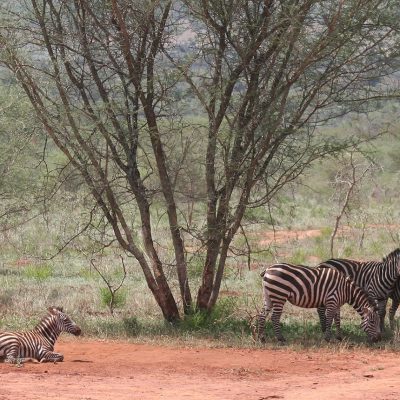 Camping Safaris in East Africa with a 4×4 Rooftop Tent